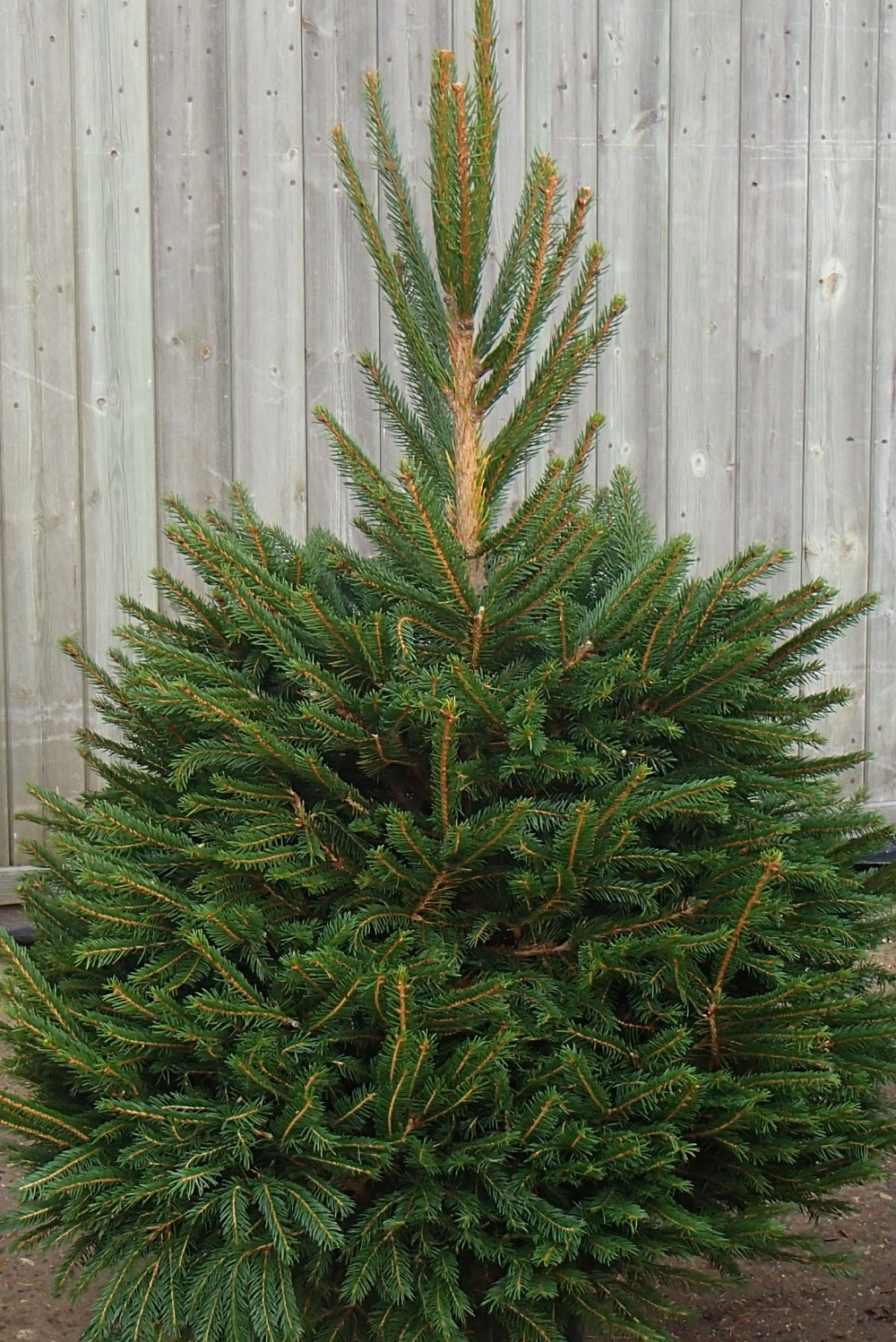 Norway Spruce